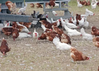 Ceará registra primeiro caso de gripe aviária H5N1 em aves domésticas. Propriedade foi isolada e segue protocolos sanitários do Ministério da Agricultura.