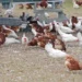Ceará registra primeiro caso de gripe aviária H5N1 em aves domésticas. Propriedade foi isolada e segue protocolos sanitários do Ministério da Agricultura.