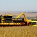 IBGE projeta safra recorde de 333,3 milhões de toneladas para 2025, com alta de 13,9% em relação ao ano anterior. Milho, soja e arroz lideram a produção, com destaque para o Mato Grosso.