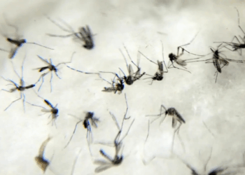 A chikungunya já circula em 119 países e pode provocar nova epidemia mundial. A OMS cobra ações rápidas dos governos para impedir avanço do vírus que causa febre e dores intensas nas articulações.