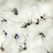 A chikungunya já circula em 119 países e pode provocar nova epidemia mundial. A OMS cobra ações rápidas dos governos para impedir avanço do vírus que causa febre e dores intensas nas articulações.
