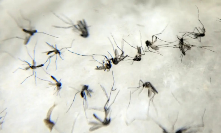 A chikungunya já circula em 119 países e pode provocar nova epidemia mundial. A OMS cobra ações rápidas dos governos para impedir avanço do vírus que causa febre e dores intensas nas articulações.