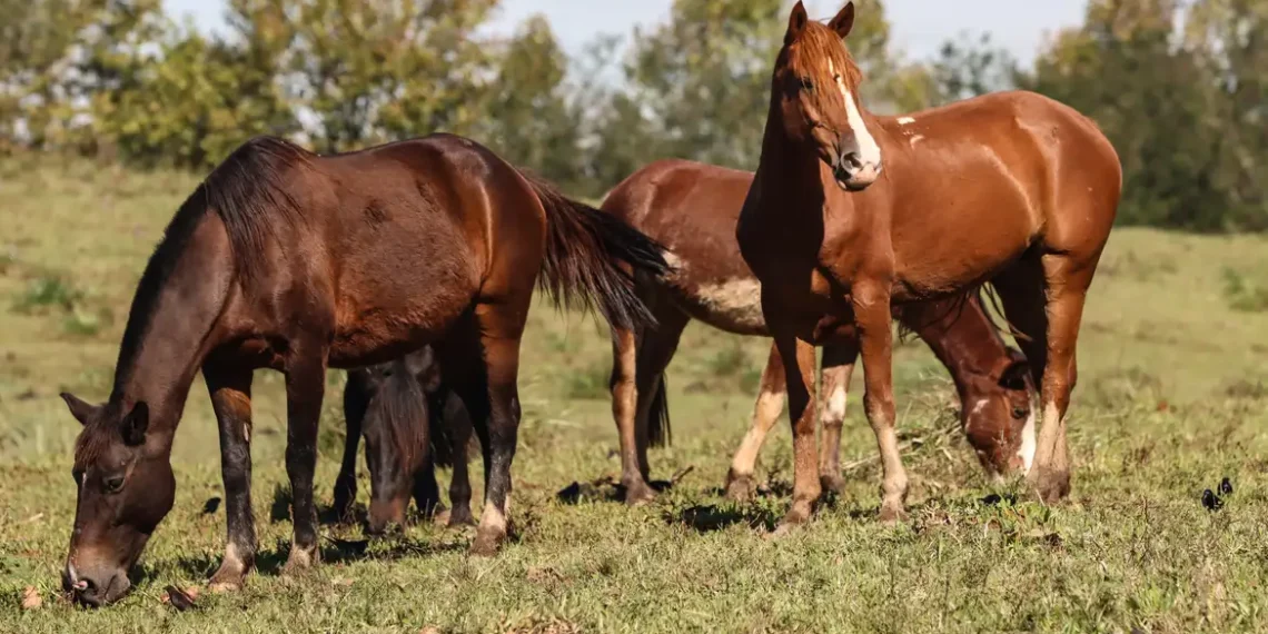 Mais de 240 cavalos morreram após consumirem rações contaminadas da Nutratta. Ministério da Agricultura identificou substância tóxica e determinou suspensão da produção. Entenda o caso.