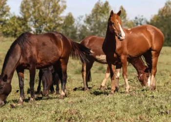 Mais de 240 cavalos morreram após consumirem rações contaminadas da Nutratta. Ministério da Agricultura identificou substância tóxica e determinou suspensão da produção. Entenda o caso.