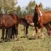 Mais de 240 cavalos morreram após consumirem rações contaminadas da Nutratta. Ministério da Agricultura identificou substância tóxica e determinou suspensão da produção. Entenda o caso.