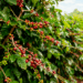 Após o anúncio da nova tarifa de 50% imposta pelos EUA, Espírito Santo paralisa exportações de café e outros produtos. Setores relatam perdas milionárias e incerteza com futuros embarques.