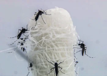 Casos de dengue em São Paulo caem 90,5% no primeiro semestre de 2025, superando a média nacional. Ações de combate e vacinação foram fundamentais para os resultados.