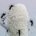 Casos de dengue em São Paulo caem 90,5% no primeiro semestre de 2025, superando a média nacional. Ações de combate e vacinação foram fundamentais para os resultados.