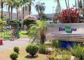 Vinte e quatro pesquisadores da Embrapa foram incluídos no ranking dos mais citados do mundo pela Research.com. Estudo avaliou cientistas de mais de 70 países em 26 áreas do conhecimento.