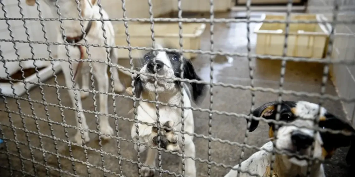 Câmara dos Deputados aprova projeto que proíbe testes com animais vivos em cosméticos, perfumes e produtos de higiene. Texto segue para sanção presidencial e reforça métodos alternativos.