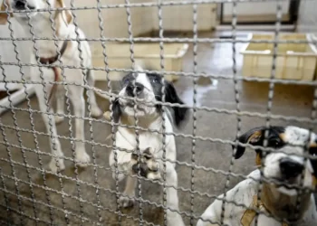 Câmara dos Deputados aprova projeto que proíbe testes com animais vivos em cosméticos, perfumes e produtos de higiene. Texto segue para sanção presidencial e reforça métodos alternativos.