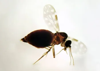 Febre oropouche se espalha pelo Brasil e tem no Espírito Santo seu epicentro em 2025. Casos aumentam e vírus preocupa autoridades e pesquisadores.