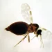 Febre oropouche se espalha pelo Brasil e tem no Espírito Santo seu epicentro em 2025. Casos aumentam e vírus preocupa autoridades e pesquisadores.