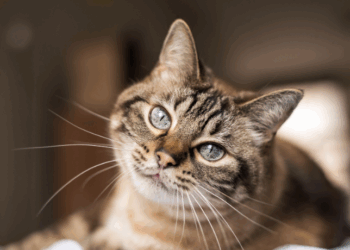 Termina na sexta (11/7) o prazo para consórcios intermunicipais se inscreverem no programa “Conheça Seu Amigo”, que prevê microchipagem de cães e gatos em Minas Gerais. Ação é da Semad-MG.