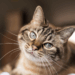 Termina na sexta (11/7) o prazo para consórcios intermunicipais se inscreverem no programa “Conheça Seu Amigo”, que prevê microchipagem de cães e gatos em Minas Gerais. Ação é da Semad-MG.