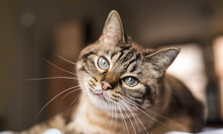 Termina na sexta (11/7) o prazo para consórcios intermunicipais se inscreverem no programa “Conheça Seu Amigo”, que prevê microchipagem de cães e gatos em Minas Gerais. Ação é da Semad-MG.
