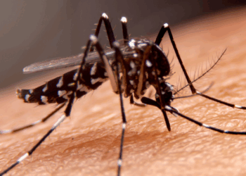 Minas Gerais confirma 96 mortes por dengue em 2025 e investiga outros 90 casos. Estado também registra 13,9 mil casos de Chikungunya e 55 de Zika. Confira os dados atualizados da SES-MG.