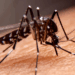Minas Gerais confirma 96 mortes por dengue em 2025 e investiga outros 90 casos. Estado também registra 13,9 mil casos de Chikungunya e 55 de Zika. Confira os dados atualizados da SES-MG.