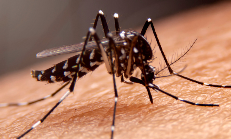 Minas Gerais confirma 96 mortes por dengue em 2025 e investiga outros 90 casos. Estado também registra 13,9 mil casos de Chikungunya e 55 de Zika. Confira os dados atualizados da SES-MG.