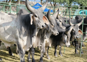 Com mais de 800 touros melhoradores comercializados desde 2009, as feiras do Pró-Genética no ES promovem produtividade, renda e avanços genéticos para pequenos pecuaristas. Programa une ciência e campo.