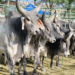 Com mais de 800 touros melhoradores comercializados desde 2009, as feiras do Pró-Genética no ES promovem produtividade, renda e avanços genéticos para pequenos pecuaristas. Programa une ciência e campo.