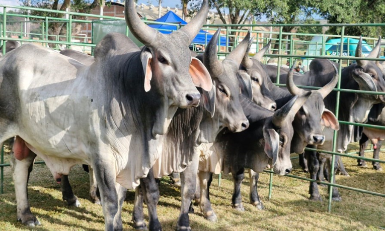 Com mais de 800 touros melhoradores comercializados desde 2009, as feiras do Pró-Genética no ES promovem produtividade, renda e avanços genéticos para pequenos pecuaristas. Programa une ciência e campo.