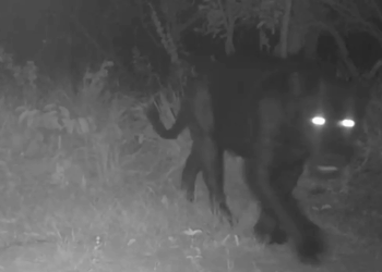 Onça-preta é registrada pela primeira vez na Reserva Serra do Tombador, em Goiás. Imagens inéditas reforçam importância da conservação no Cerrado.