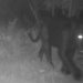 Onça-preta é registrada pela primeira vez na Reserva Serra do Tombador, em Goiás. Imagens inéditas reforçam importância da conservação no Cerrado.
