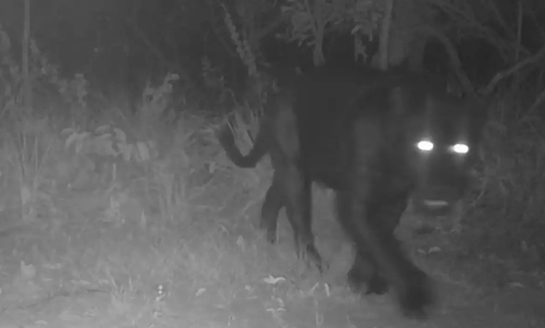 Onça-preta é registrada pela primeira vez na Reserva Serra do Tombador, em Goiás. Imagens inéditas reforçam importância da conservação no Cerrado.