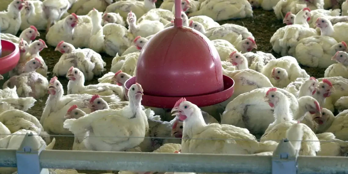 Após controle sanitário e declaração de país livre da gripe aviária, Brasil tem exportações de carne de frango liberadas por Peru, Jordânia e Hong Kong. Número de países sem restrições chega a trinta.