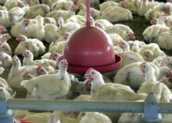 Após controle sanitário e declaração de país livre da gripe aviária, Brasil tem exportações de carne de frango liberadas por Peru, Jordânia e Hong Kong. Número de países sem restrições chega a trinta.
