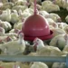 Após controle sanitário e declaração de país livre da gripe aviária, Brasil tem exportações de carne de frango liberadas por Peru, Jordânia e Hong Kong. Número de países sem restrições chega a trinta.