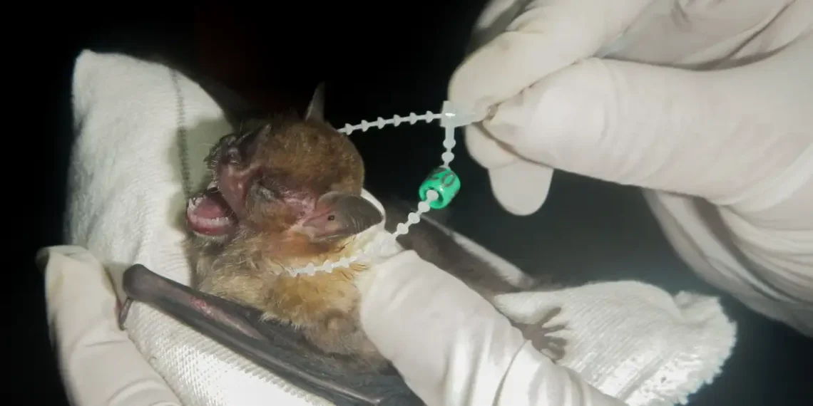 Dois casos de raiva em morcegos foram confirmados no Distrito Federal. A Secretaria de Saúde alerta para os riscos da doença, altamente letal, e orienta a população sobre prevenção, vacinação e contato com animais silvestres.