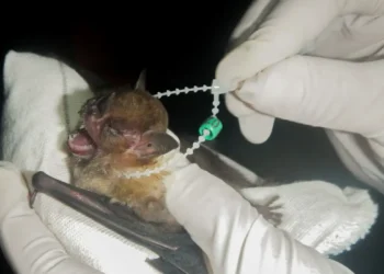 Dois casos de raiva em morcegos foram confirmados no Distrito Federal. A Secretaria de Saúde alerta para os riscos da doença, altamente letal, e orienta a população sobre prevenção, vacinação e contato com animais silvestres.