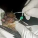 Dois casos de raiva em morcegos foram confirmados no Distrito Federal. A Secretaria de Saúde alerta para os riscos da doença, altamente letal, e orienta a população sobre prevenção, vacinação e contato com animais silvestres.