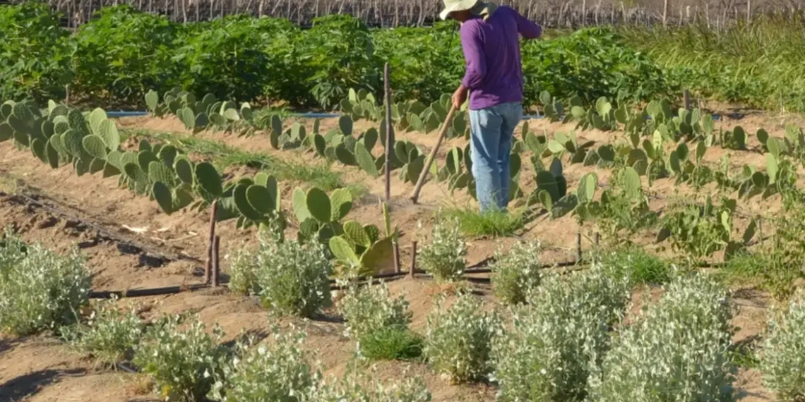 Anuário da Contag e Dieese aponta aumento de 5,5% no salário médio da agropecuária no 1º trimestre de 2025. Desemprego entre mulheres no campo é o menor desde 2015.