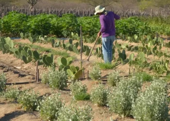 Anuário da Contag e Dieese aponta aumento de 5,5% no salário médio da agropecuária no 1º trimestre de 2025. Desemprego entre mulheres no campo é o menor desde 2015.