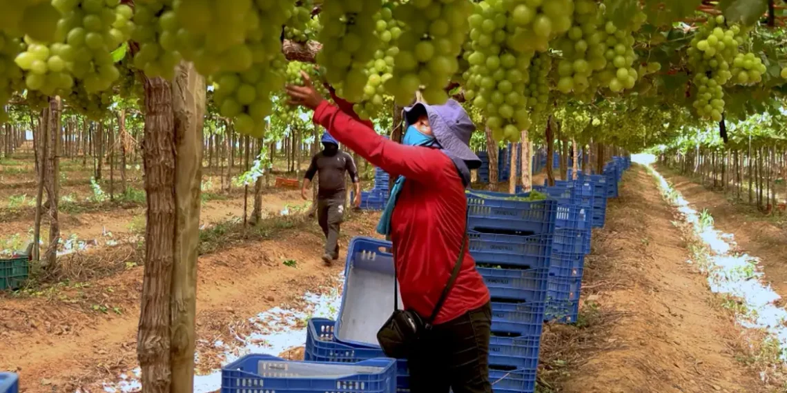 O programa Caminhos da Reportagem mostra como o Vale do São Francisco se tornou referência em fruticultura, vinhos tropicais e turismo, com uso intensivo de tecnologia e geração de empregos.