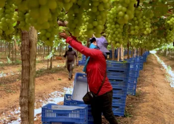 O programa Caminhos da Reportagem mostra como o Vale do São Francisco se tornou referência em fruticultura, vinhos tropicais e turismo, com uso intensivo de tecnologia e geração de empregos.