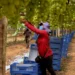 O programa Caminhos da Reportagem mostra como o Vale do São Francisco se tornou referência em fruticultura, vinhos tropicais e turismo, com uso intensivo de tecnologia e geração de empregos.