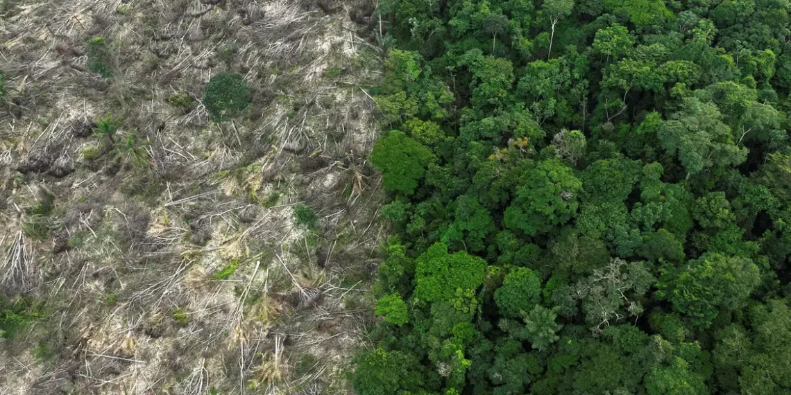MapBiomas revela que o Brasil perdeu 111,7 milhões de hectares de vegetação nativa entre 1985 e 2024, área maior que a Bolívia. Amazônia e Cerrado lideram as perdas.