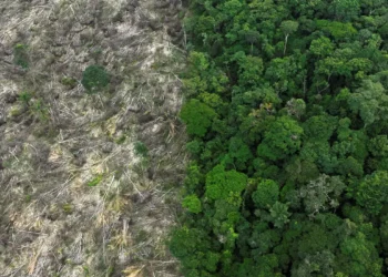 MapBiomas revela que o Brasil perdeu 111,7 milhões de hectares de vegetação nativa entre 1985 e 2024, área maior que a Bolívia. Amazônia e Cerrado lideram as perdas.
