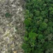 MapBiomas revela que o Brasil perdeu 111,7 milhões de hectares de vegetação nativa entre 1985 e 2024, área maior que a Bolívia. Amazônia e Cerrado lideram as perdas.