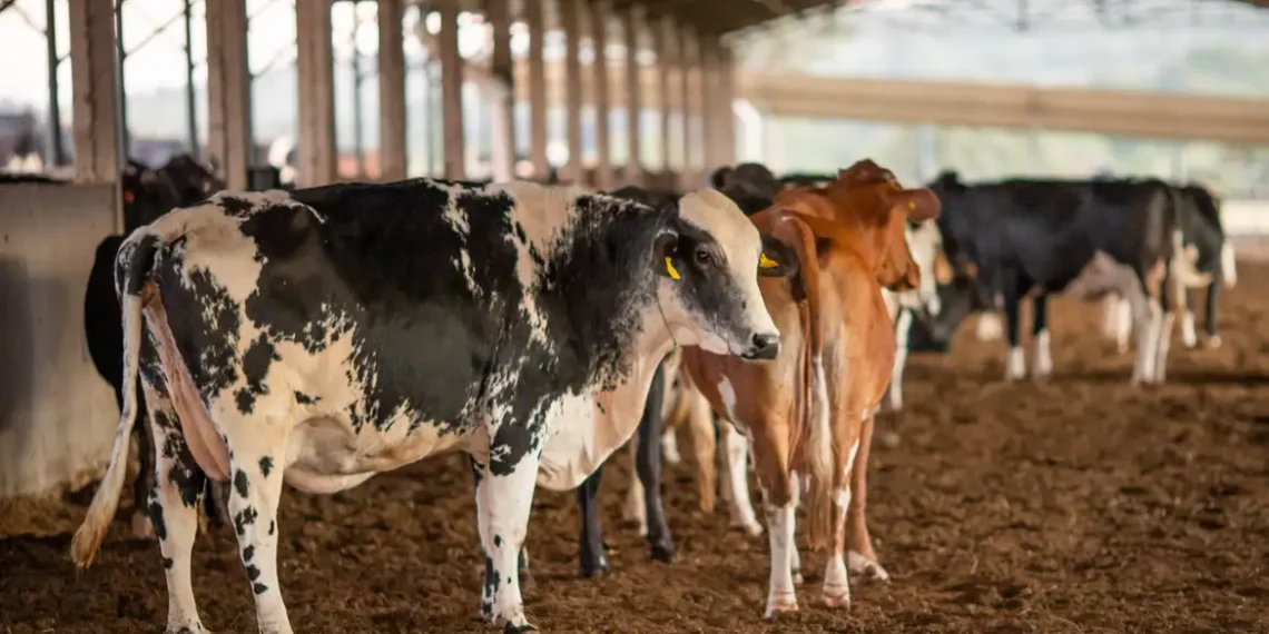 O Mapa suspendeu dois lotes da vacina Excell 10, contra clostridiose, após a morte de 199 animais no Brasil. Investigações estão em andamento e podem durar até 60 dias.