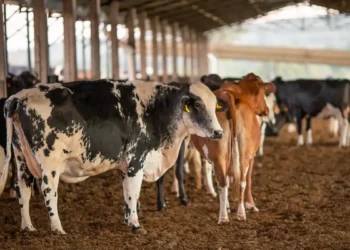 O Mapa suspendeu dois lotes da vacina Excell 10, contra clostridiose, após a morte de 199 animais no Brasil. Investigações estão em andamento e podem durar até 60 dias.