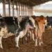 O Mapa suspendeu dois lotes da vacina Excell 10, contra clostridiose, após a morte de 199 animais no Brasil. Investigações estão em andamento e podem durar até 60 dias.