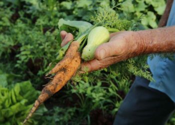 O Desenrola Rural ultrapassou a meta de 250 mil operações e já soma 313 mil renegociações, beneficiando 175 mil agricultores familiares em todo o Brasil. Programa garante retomada do crédito e fortalecimento da produção no campo.