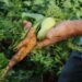 O Desenrola Rural ultrapassou a meta de 250 mil operações e já soma 313 mil renegociações, beneficiando 175 mil agricultores familiares em todo o Brasil. Programa garante retomada do crédito e fortalecimento da produção no campo.