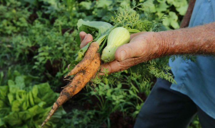 O Desenrola Rural ultrapassou a meta de 250 mil operações e já soma 313 mil renegociações, beneficiando 175 mil agricultores familiares em todo o Brasil. Programa garante retomada do crédito e fortalecimento da produção no campo.