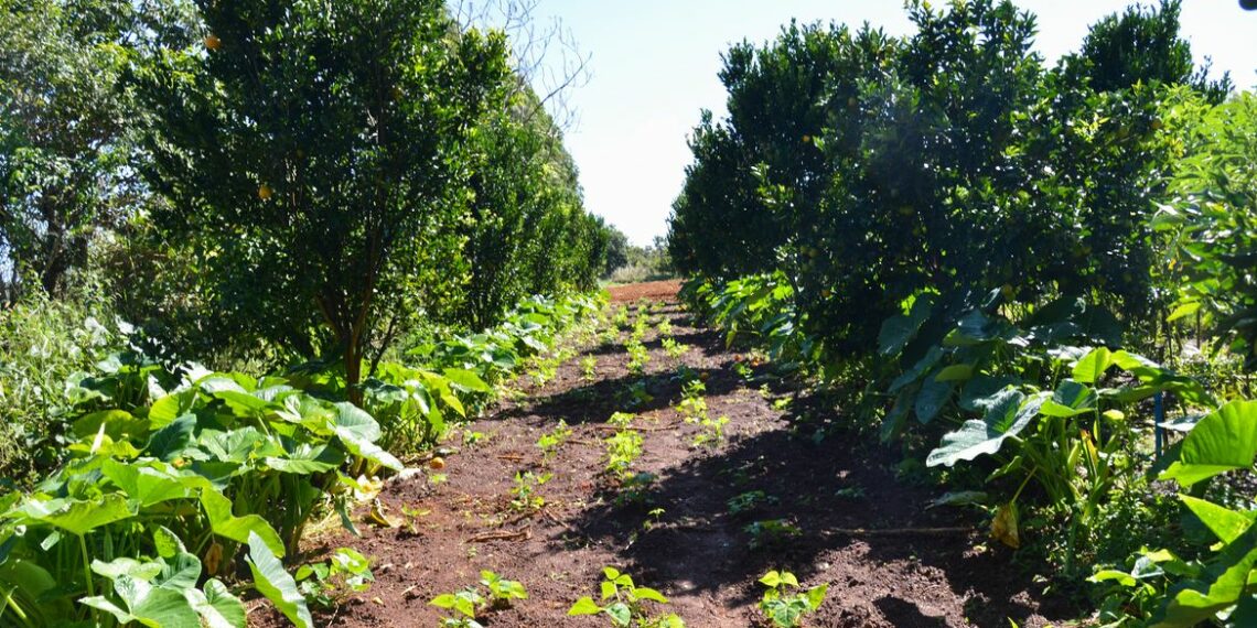 Petrobras firma parceria com o Ministério do Desenvolvimento Agrário no Programa Nacional de Florestas Produtivas para restaurar áreas degradadas com sistemas agroflorestais e fortalecer a agricultura familiar.